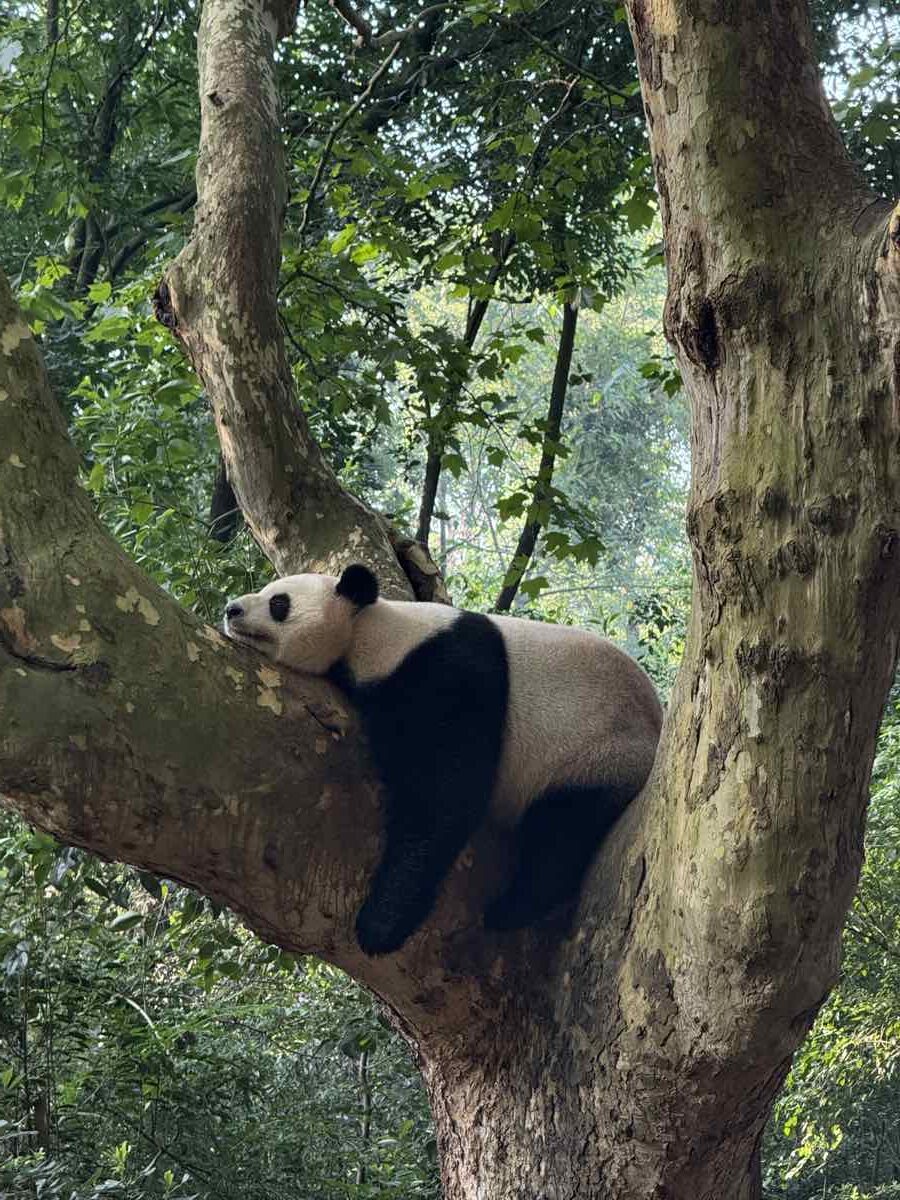 Chengdu cosa vedere: viaggio tra Leshan e Panda Giganti 4