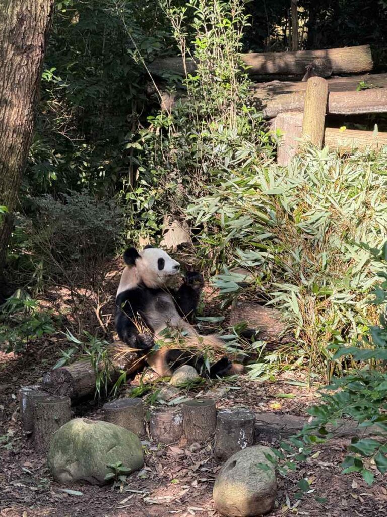 Chengdu cosa vedere: viaggio tra Leshan e Panda Giganti 2 chengdu cosa vedere