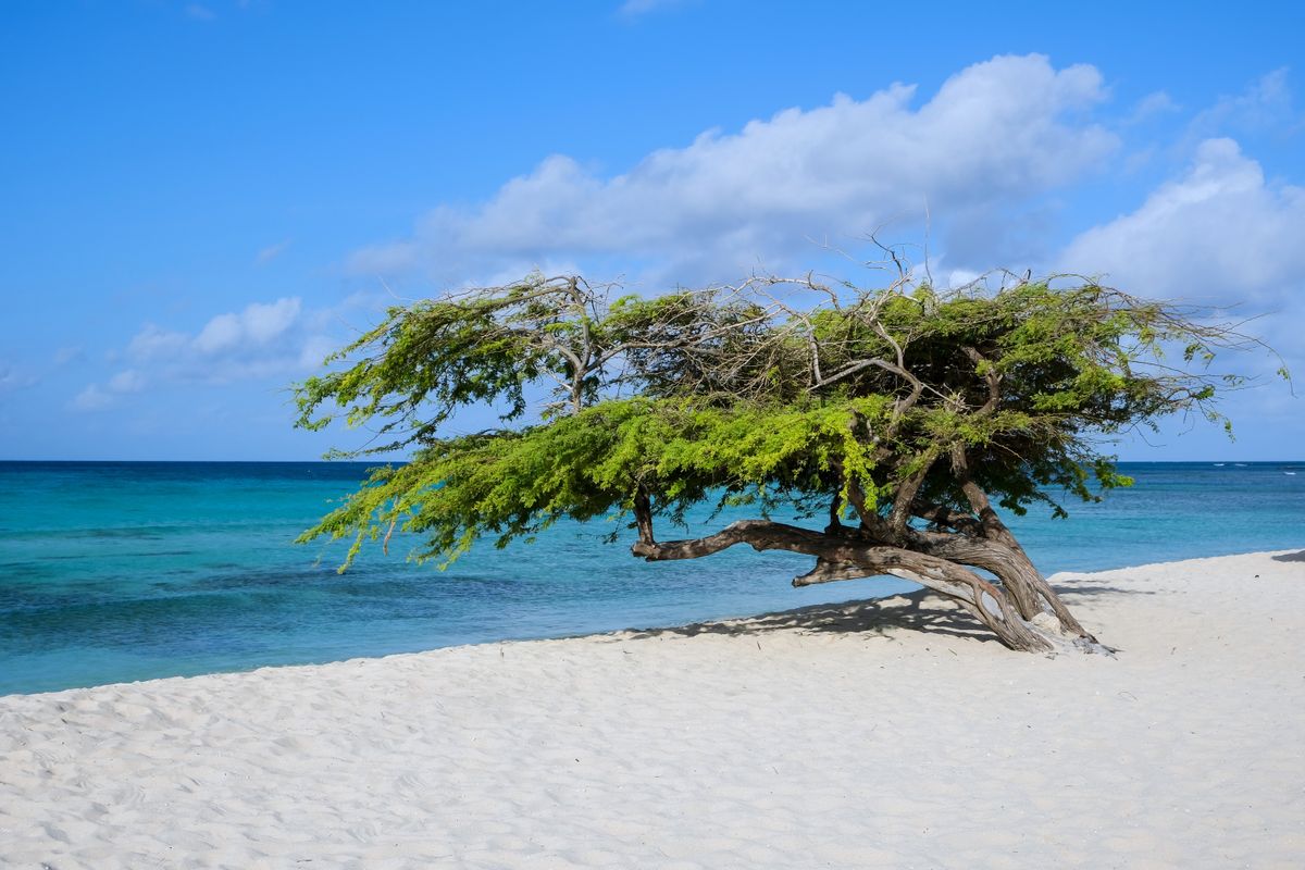 Cosa fare ad Aruba oltre le spiagge: Arikok, San Nicolas e un resort carbon neutral 2 Un albero di divi divi sulla spiaggia di Aruba