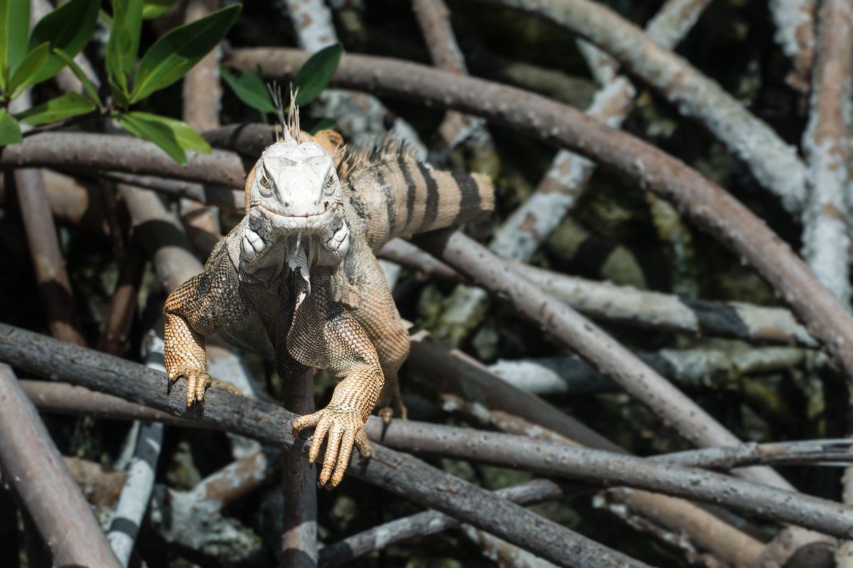 Cosa fare ad Aruba oltre le spiagge: Arikok, San Nicolas e un resort carbon neutral 5 Un'iguana verde tra le mangrovie di Aruba