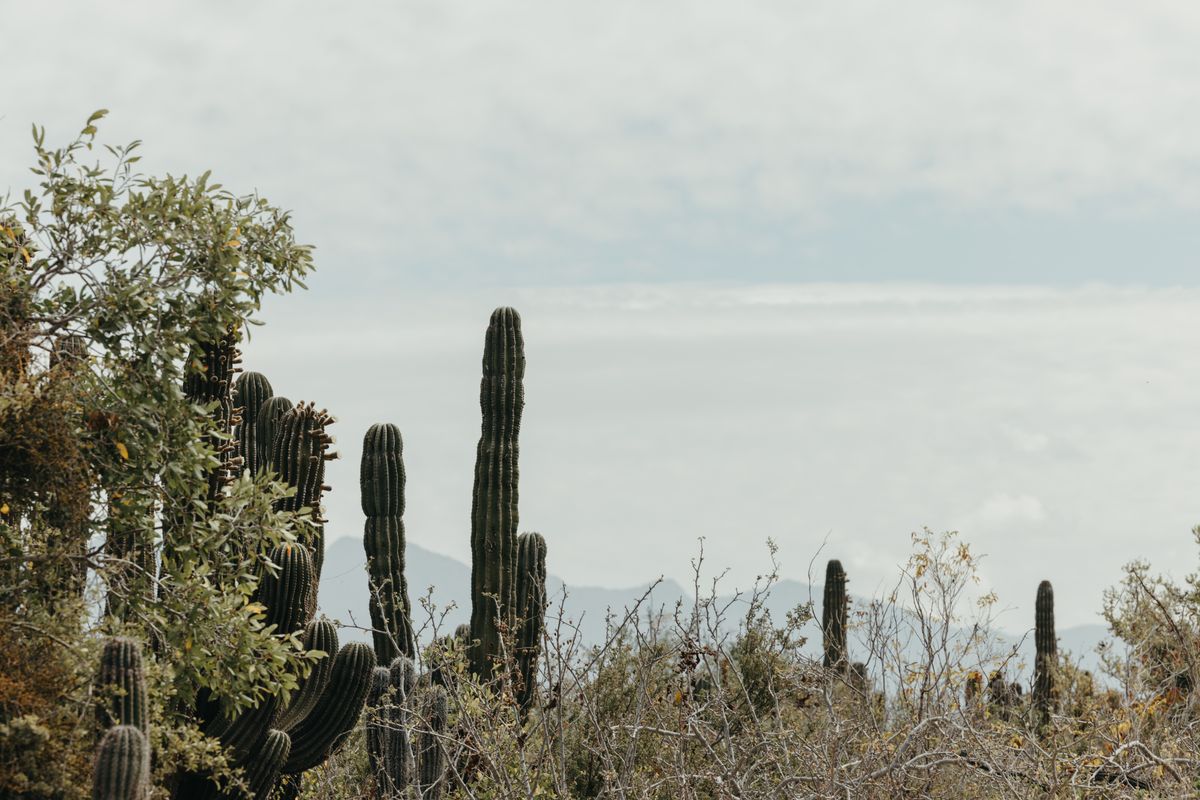 Cactus nel deserto della Baja California