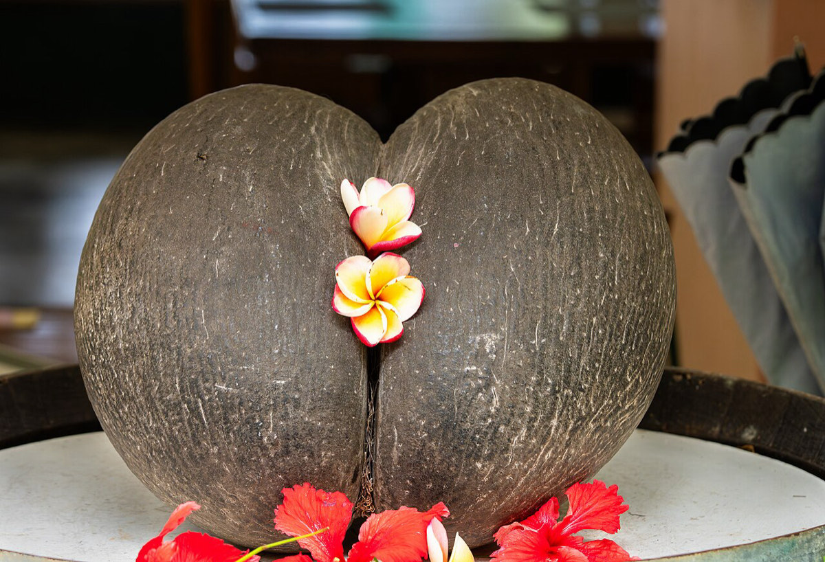 Cosa fare alle Seychelles oltre la spiaggia: trekking, coco de mer e tartarughe giganti 5 Un coco de mer, la noce più grande del mondo, dalle forme femminili