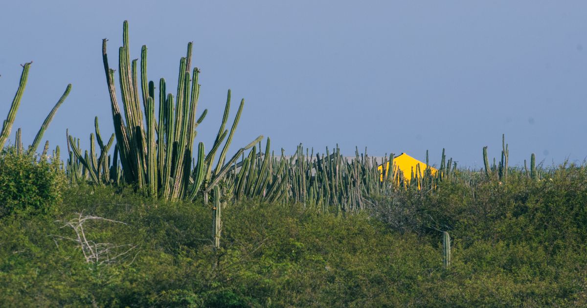 Cosa fare ad Aruba oltre le spiagge: Arikok, San Nicolas e un resort carbon neutral