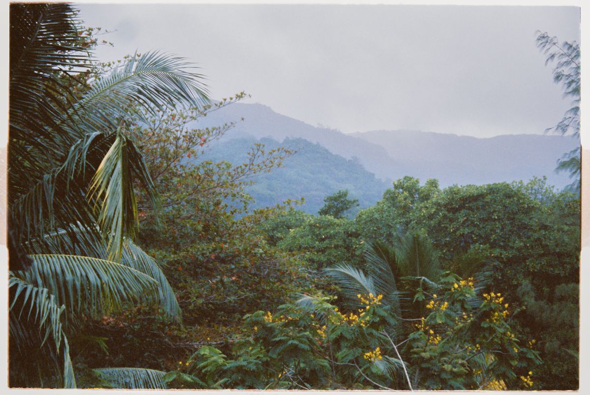 Cosa fare alle Seychelles oltre la spiaggia: trekking, coco de mer e tartarughe giganti 3 Foresta e montagne sull'isola di Mahé, Seychelles