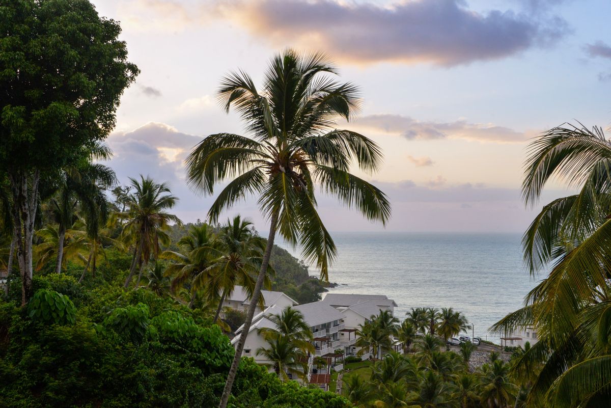 Cosa vedere in Repubblica Dominicana oltre Punta Cana: Samaná e il sud 2 Palme sulla costa di Samaná, nel nord-est della Repubblica Dominicana