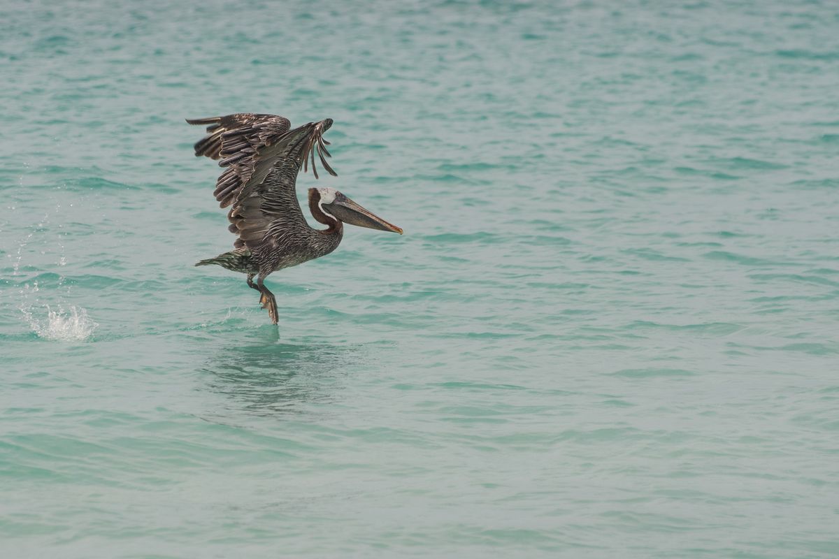 Cosa fare ad Aruba oltre le spiagge: Arikok, San Nicolas e un resort carbon neutral 4 Un pellicano sul mare turchese di San Nicolas, Aruba