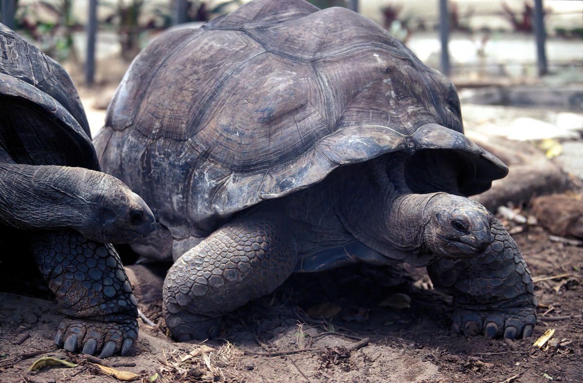 Cosa fare alle Seychelles oltre la spiaggia: trekking, coco de mer e tartarughe giganti 4 Tartarughe giganti di Aldabra alle Seychelles