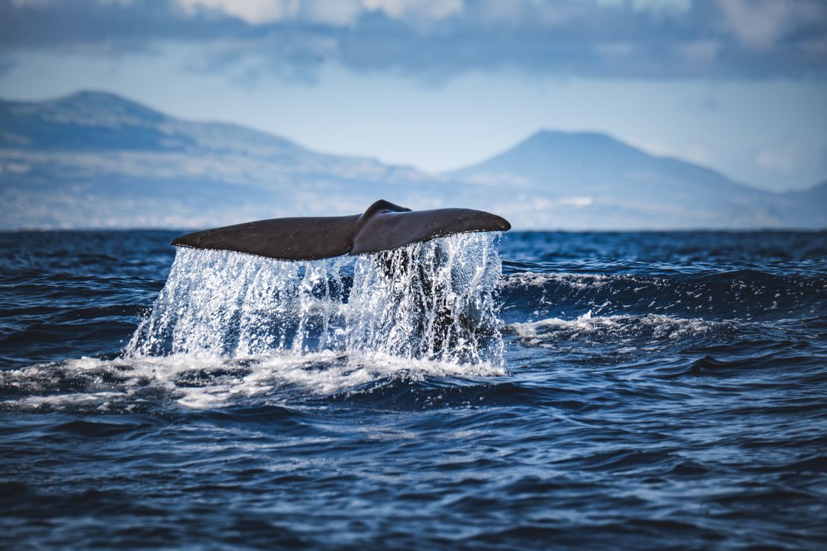 Cosa vedere alle Azzorre oltre São Miguel: quale isola scegliere 6 La coda di una balena che si immerge nell'oceano
